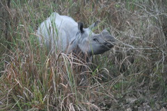 Rhinoceros unicornis