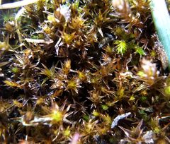 Bryostroma trichostomi