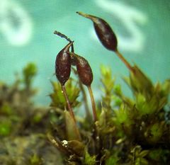 Tortula protobryoides