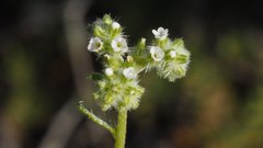 Cryptantha decipiens