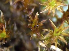 Bryostroma trichostomi