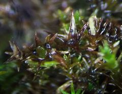 Bryostroma trichostomi