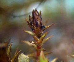 Bryostroma trichostomi