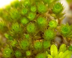 Bryum radiculosum