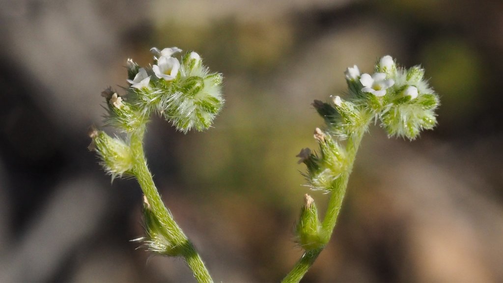 gravel cryptantha
