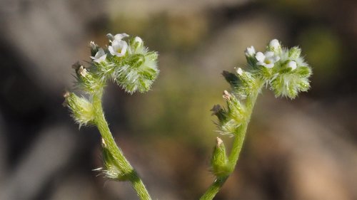 gravelbar cryptantha (Cryptantha decipiens)