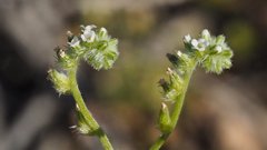 Cryptantha decipiens