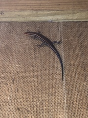 Plestiodon inexpectatus