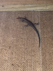 Plestiodon inexpectatus