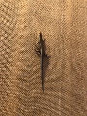 Plestiodon inexpectatus