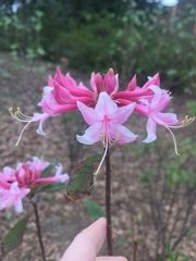 Rhododendron canescens