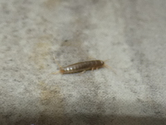 Lepisma saccharinum
