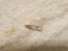 Lepisma saccharinum