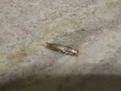 Lepisma saccharinum