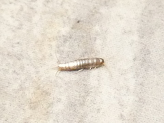 Lepisma saccharinum