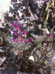 Allium fimbriatum
