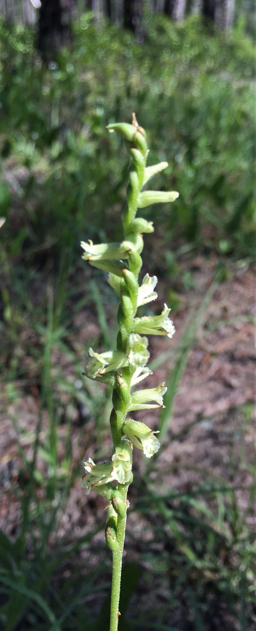 Spiranthes sylvatica