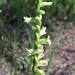 Woodland Ladies'-Tresses - Photo (c) Eric M Powell, some rights reserved (CC BY-NC), uploaded by Eric M Powell