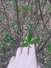 Rhododendron canescens
