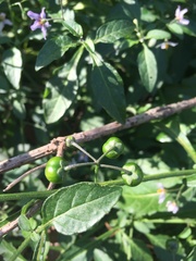 Solanum nigrescens