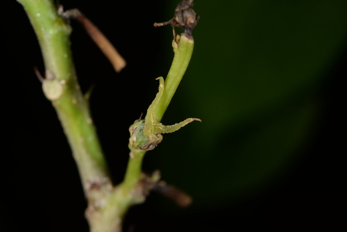 Alchornea liukiuensis iNat (3)