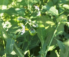 Solanum nigrescens