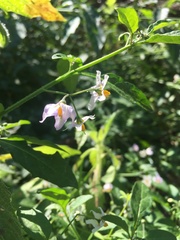 Solanum nigrescens