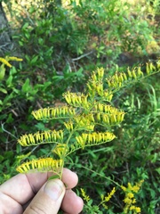 Solidago chapmanii