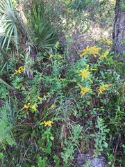 Solidago chapmanii