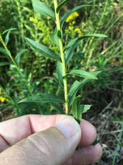 Solidago leavenworthii