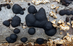 Annulohypoxylon annulatum