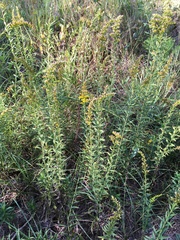 Solidago leavenworthii