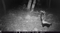 Mephitis mephitis estor