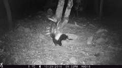 Mephitis mephitis estor