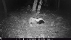 Mephitis mephitis estor