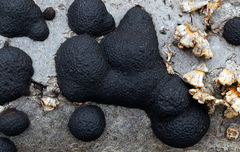 Annulohypoxylon annulatum