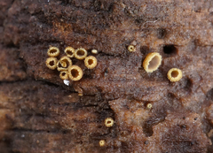 Trichopeziza