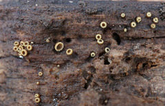 Trichopeziza