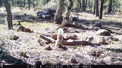 Sciurus nayaritensis apache