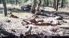 Sciurus nayaritensis apache