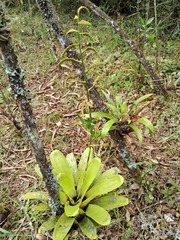 Vriesea spiculosa (Racinaea spiculosa)