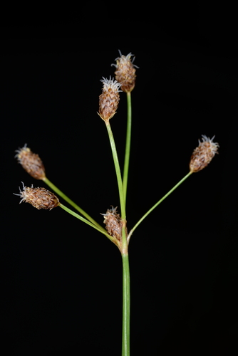 Fimbristylis umbellaris iNat (1)