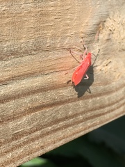 Jadera haematoloma