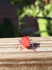 Jadera haematoloma