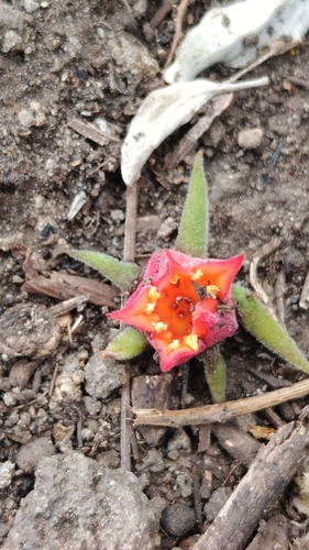 Image of Echeveria coccinea by (c) Eduardo Manuel Quiroz Lozano, some rights reserved (CC BY)