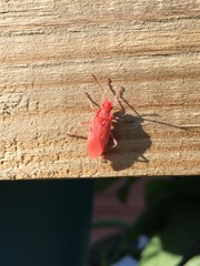 Jadera haematoloma