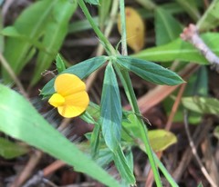 Stylosanthes biflora
