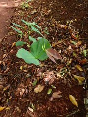 Hymenaea courbaril