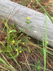 Stylosanthes biflora