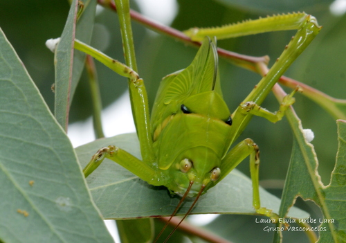 Stilpnochlora azteca